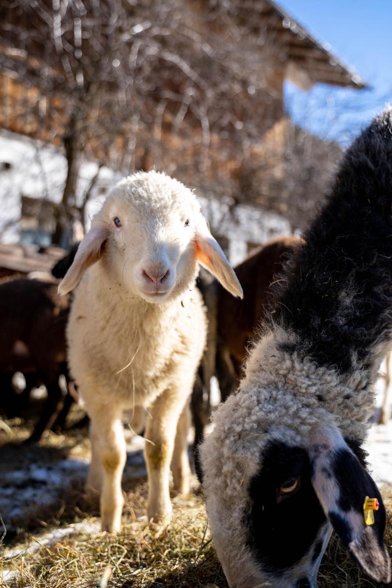 Gsenghof Séjour à la ferme *